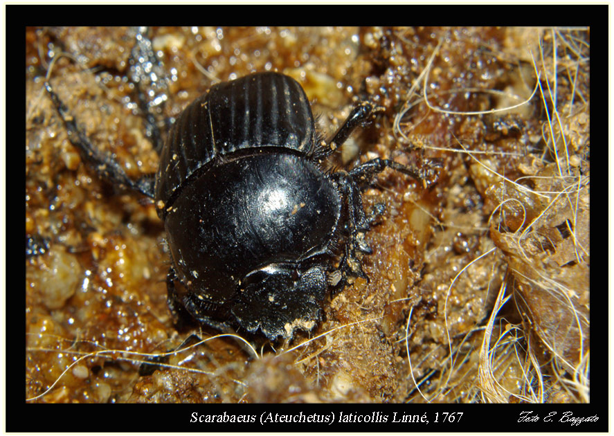 Scarabaeus laticollis -> necrofagia