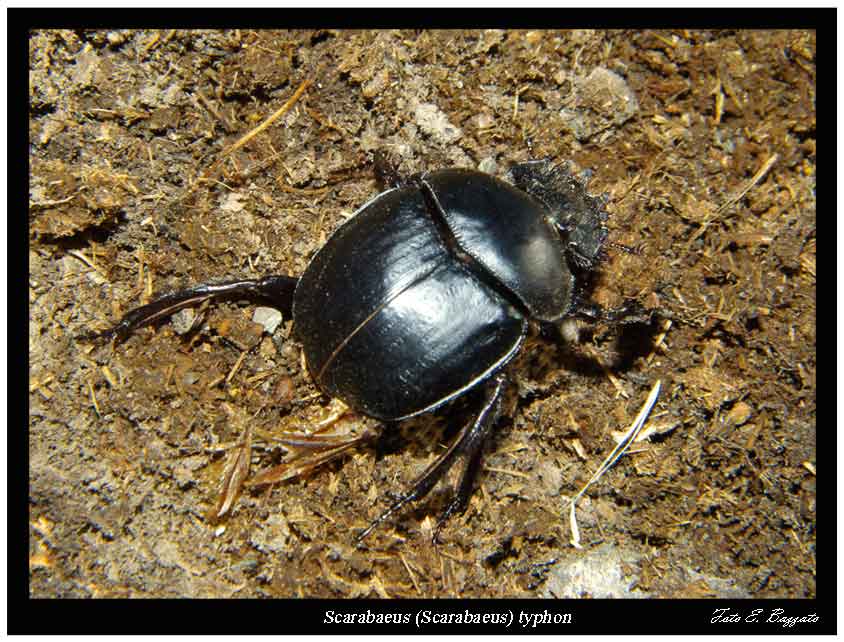 Scarabaeus (Scarabaeus) typhon (Coleoptera, Scarabaeidae)