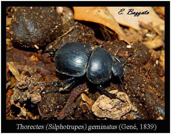 Silphotrupes  (=Thorectes sgn. Silphotrupes) geminatus (Geotrupidae)