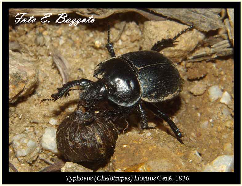 Chelotrupes matutinalis, Geotrupidae, preced.te gi ricompreso in T. hiostius