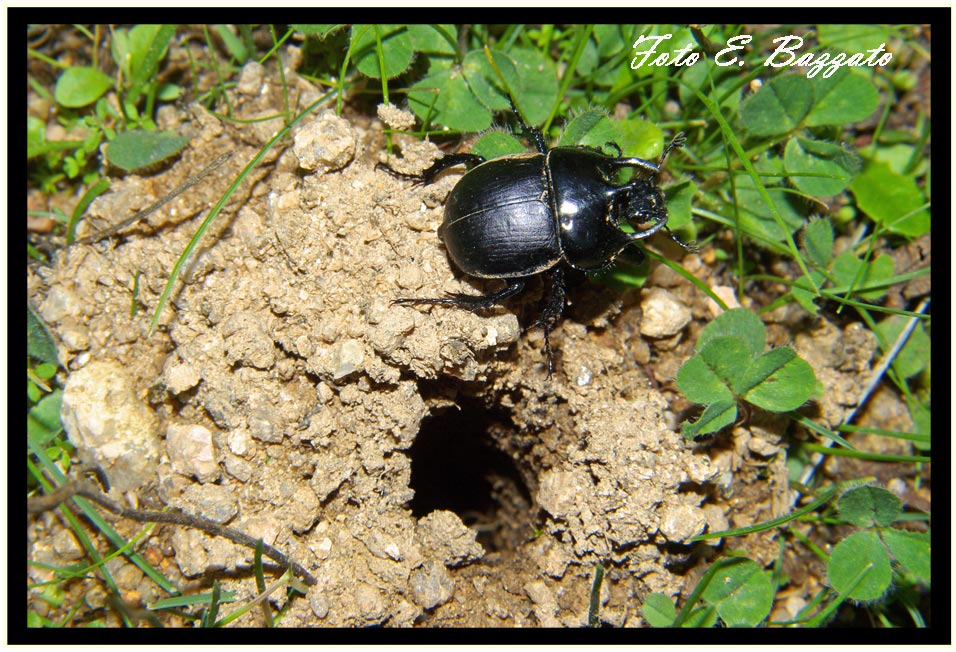 Chelotrupes matutinalis, Geotrupidae, preced.te gi ricompreso in T. hiostius