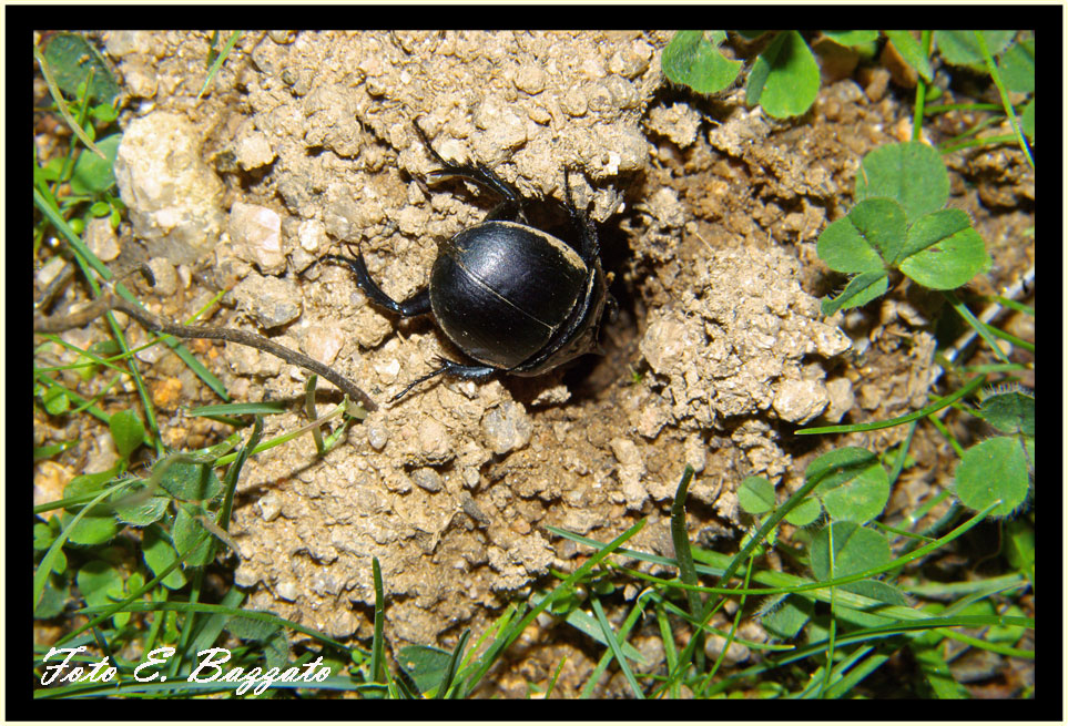 Chelotrupes matutinalis, Geotrupidae, preced.te gi ricompreso in T. hiostius