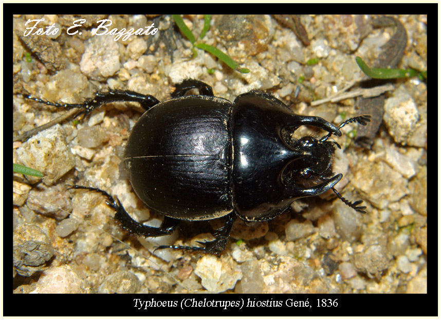 Chelotrupes matutinalis, Geotrupidae, preced.te gi ricompreso in T. hiostius