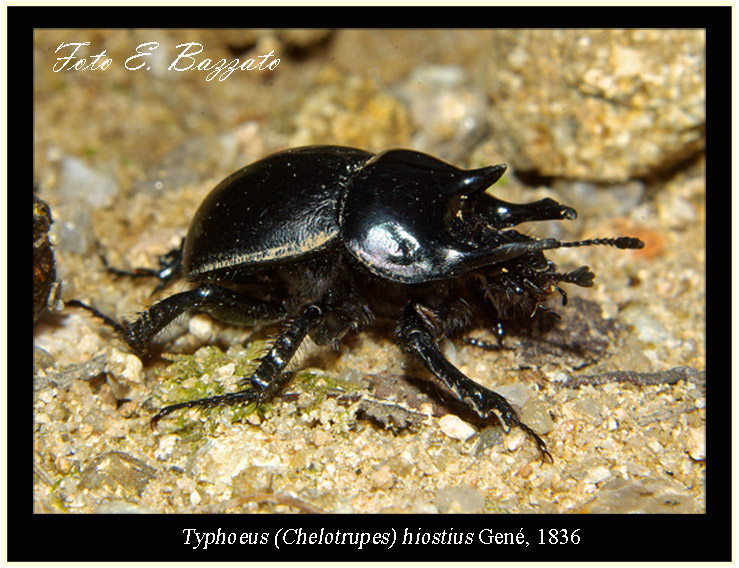 Chelotrupes matutinalis, Geotrupidae, preced.te gi ricompreso in T. hiostius