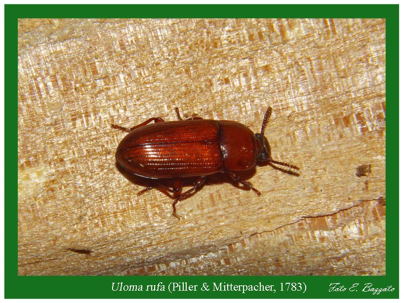 Uloma rufa (Coleoptera, Tenebrionidae)