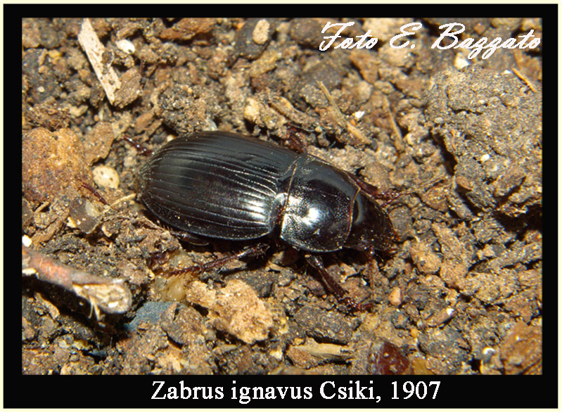 Zabrus ignavus (Coleoptera, Carabidae)