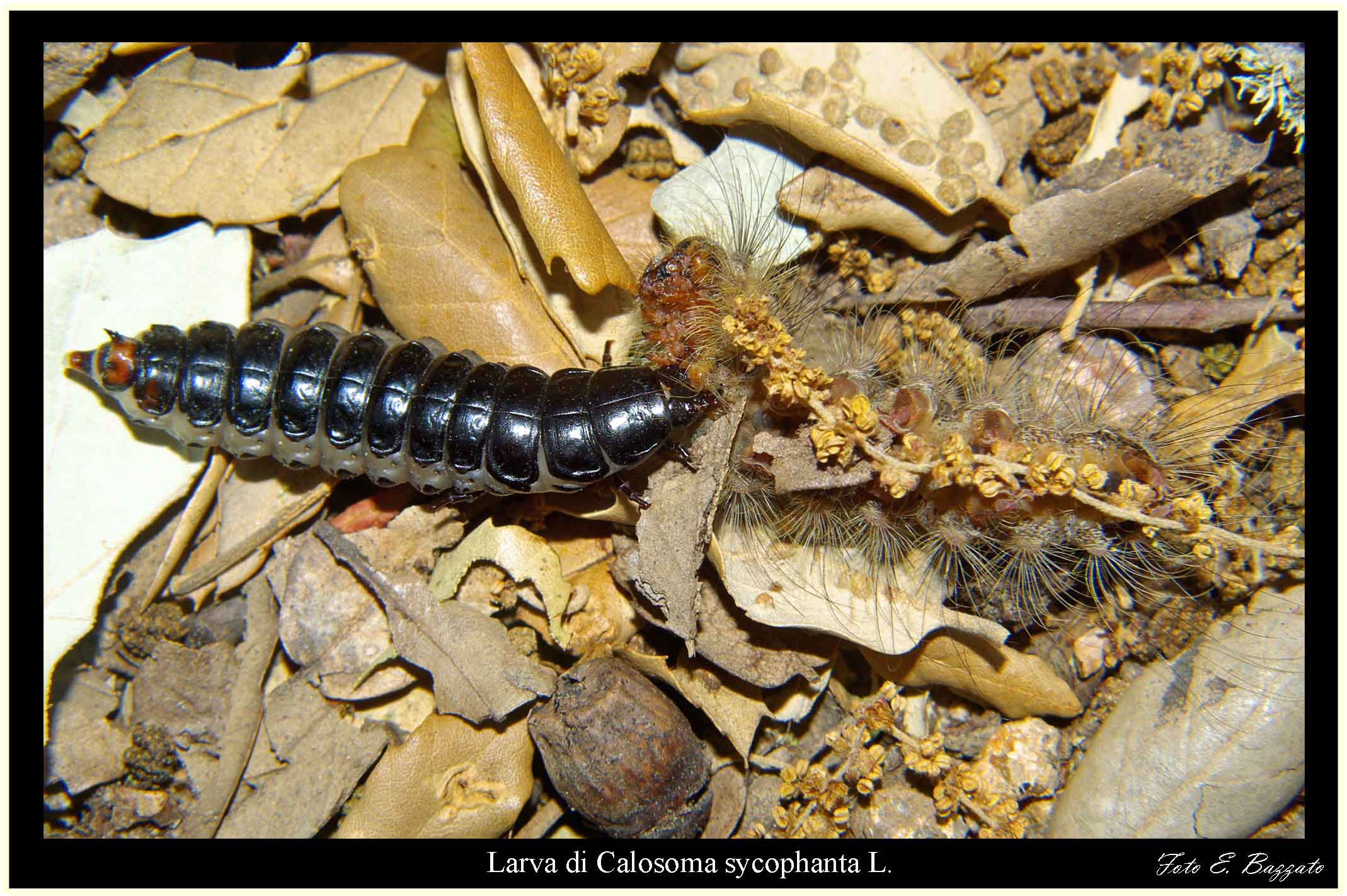 Larva di Carabidae