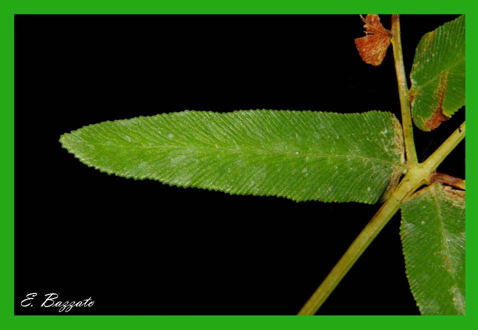 Osmunda regalis / Osmunda regale