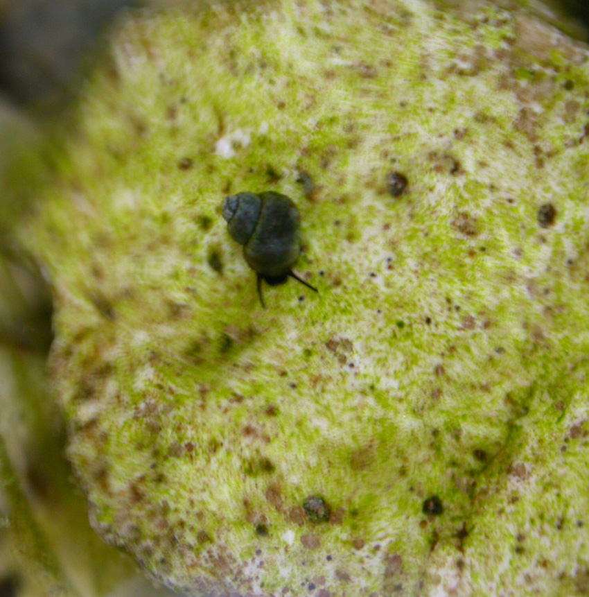 Sadleriana fluminensis ed Emmericia patula