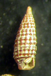 Cerithiopsis iudithae Reitano & Buzzurro, 2006