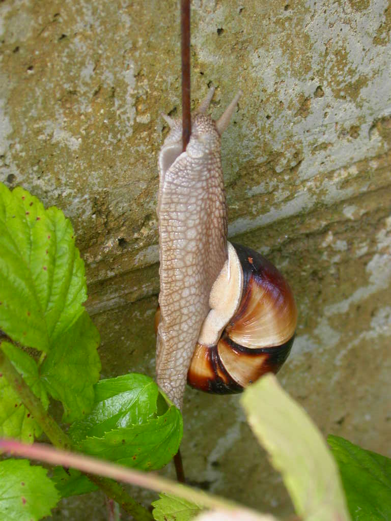 Cepaea?