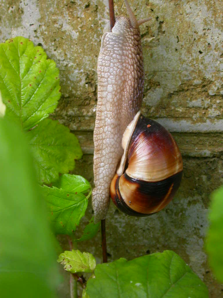 Cepaea?