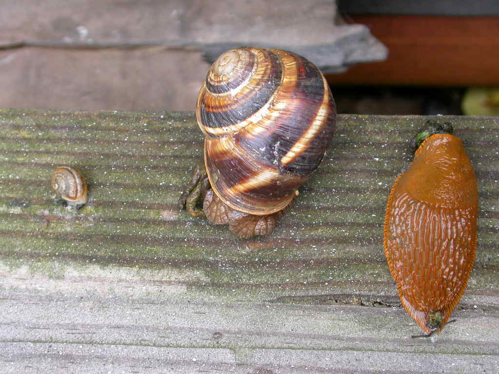 Cepaea?
