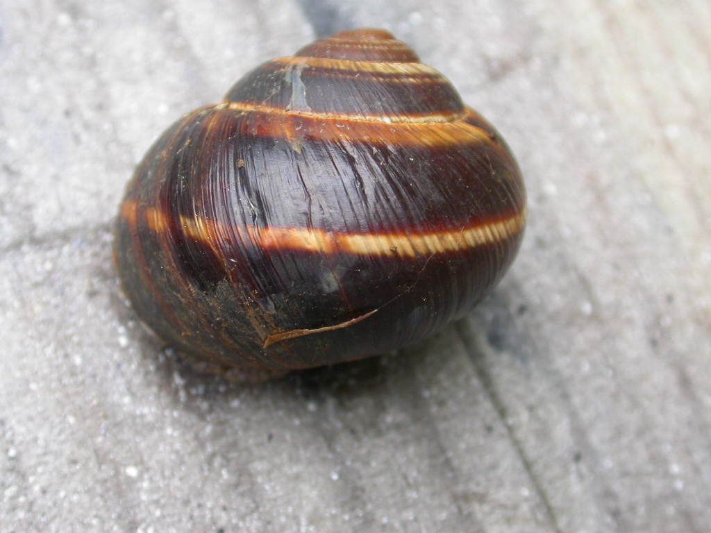 Cepaea?