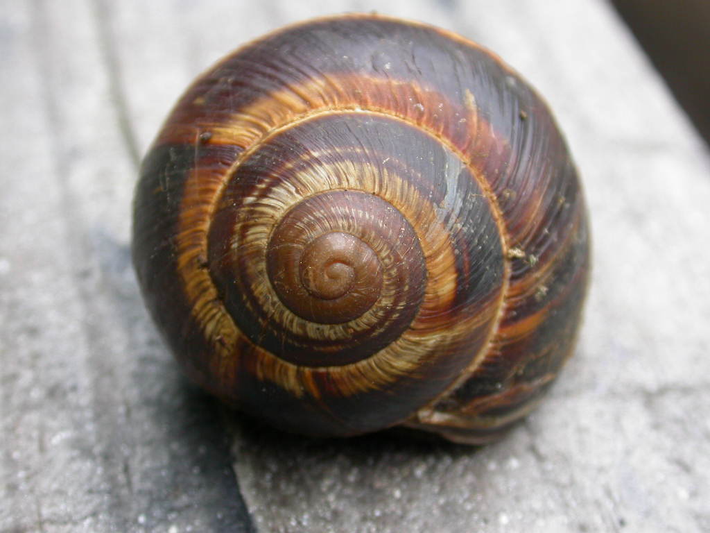 Cepaea?