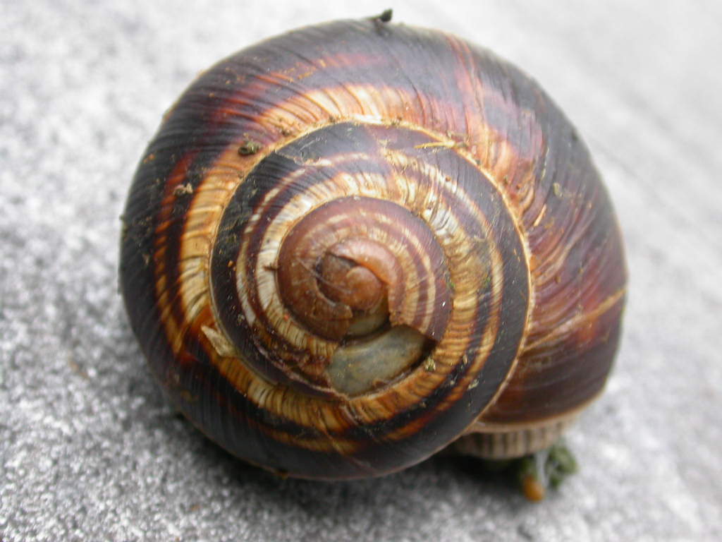 Cepaea?