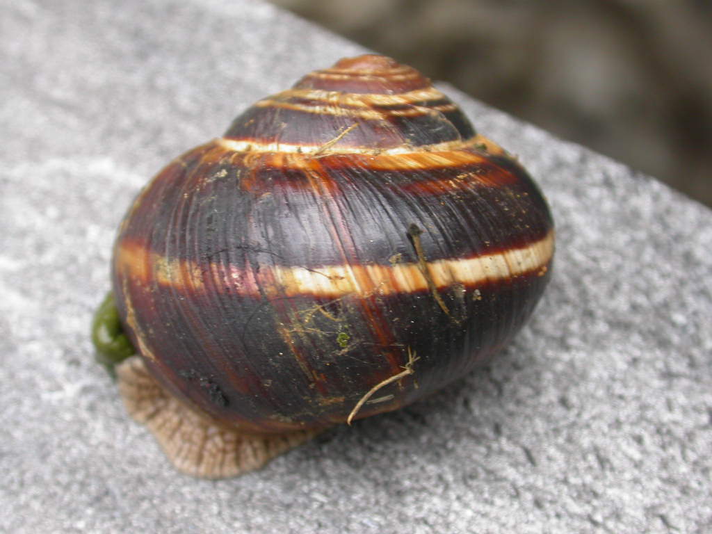 Cepaea?