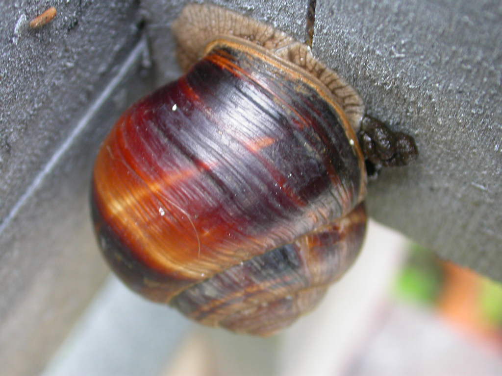 Cepaea?