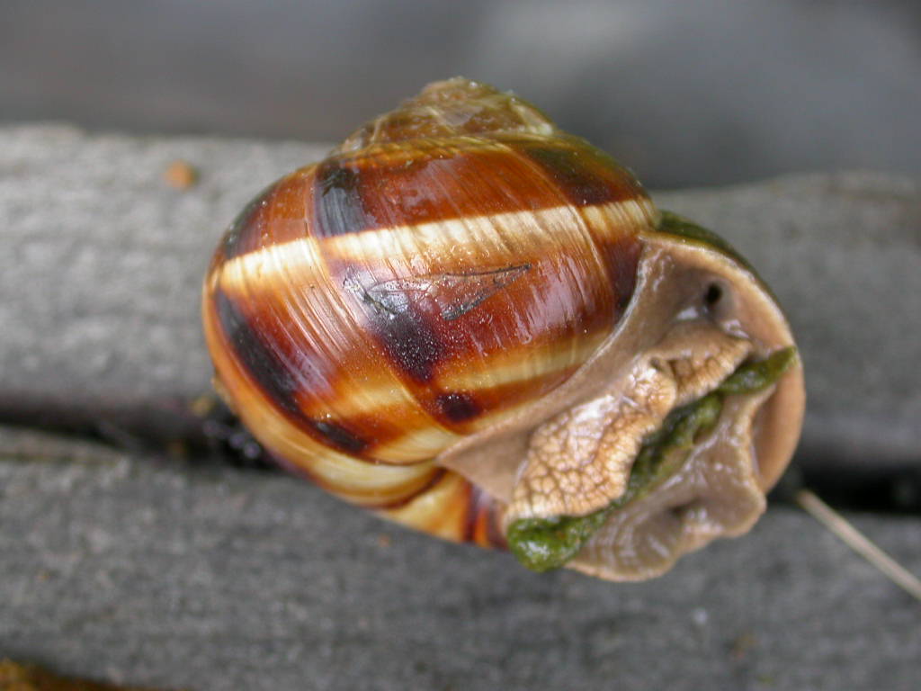 Cepaea?