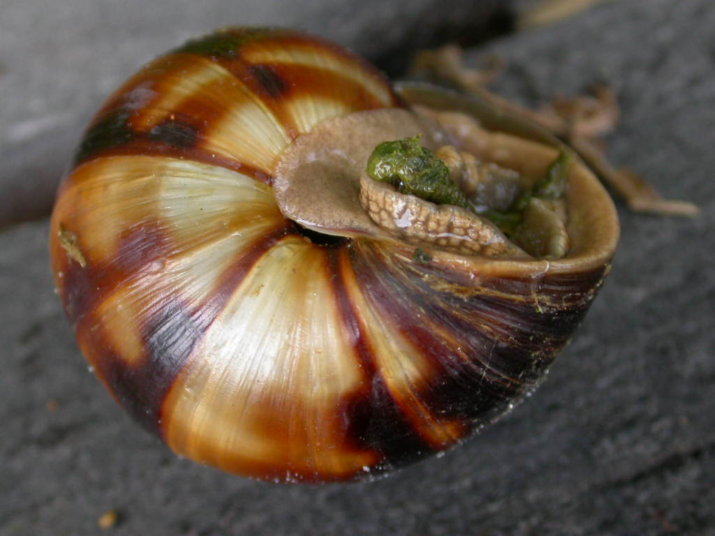 Cepaea?