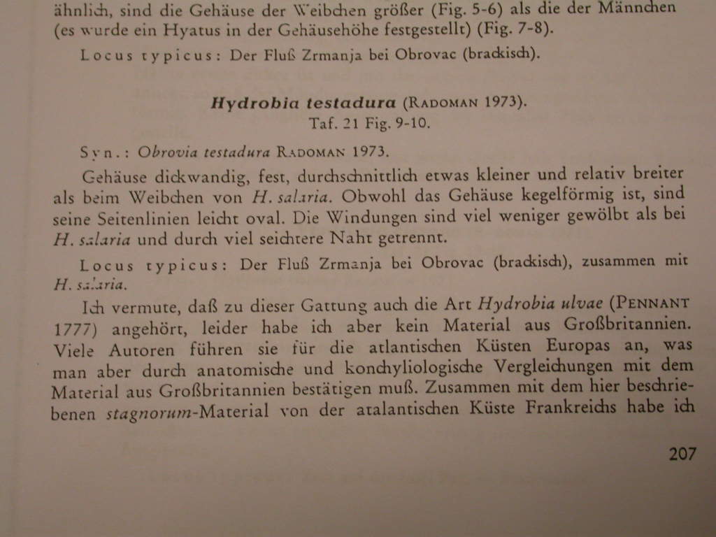 Hydrobiidae de Istrie