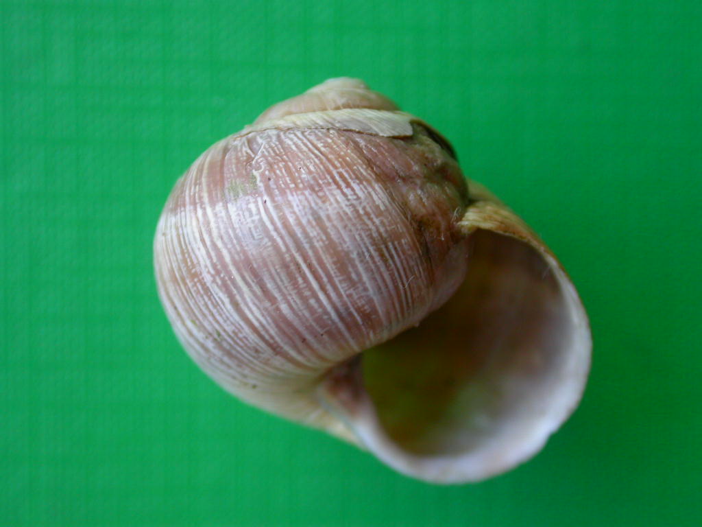 Helix (Helix) cincta O.F. Mller, 1774