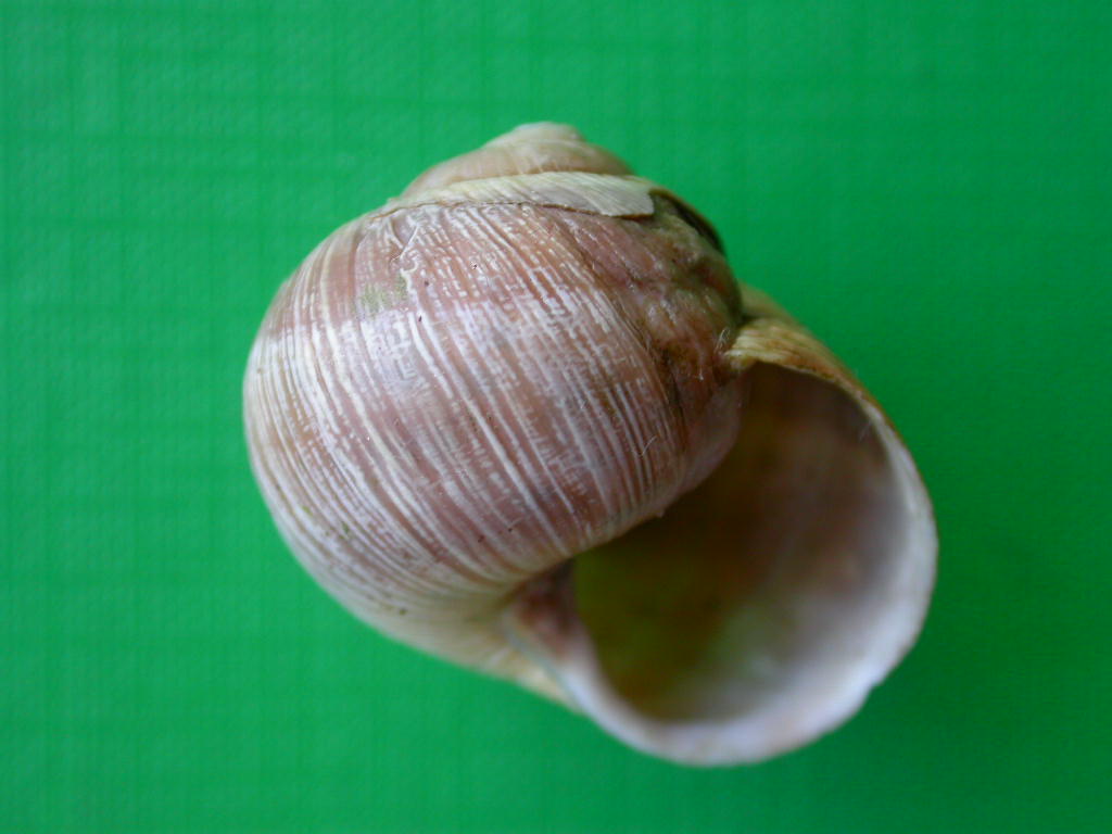 Helix (Helix) cincta O.F. Mller, 1774