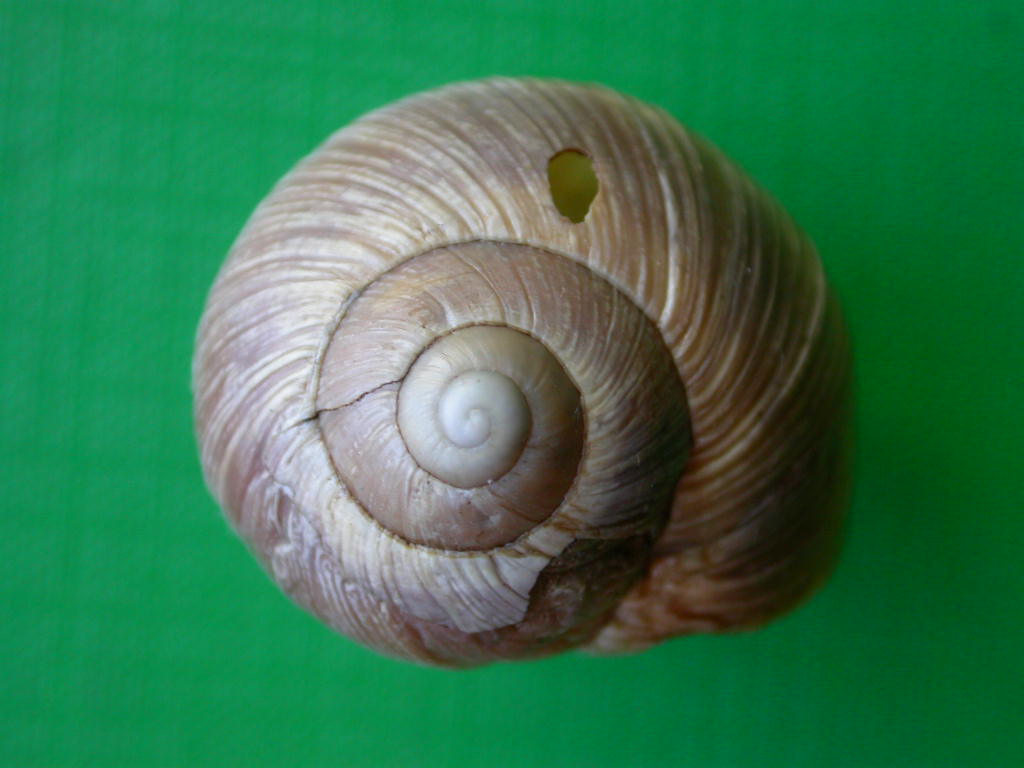 Helix (Helix) cincta O.F. Mller, 1774