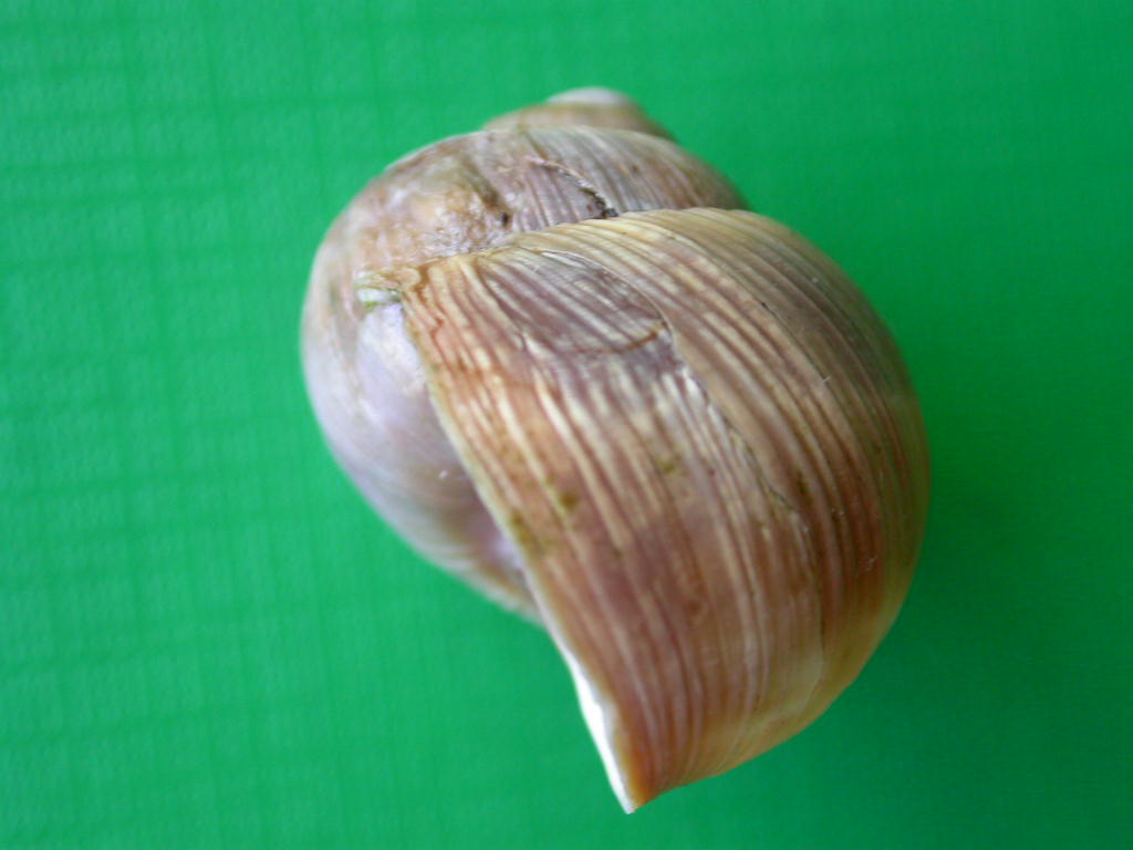 Helix (Helix) cincta O.F. Mller, 1774