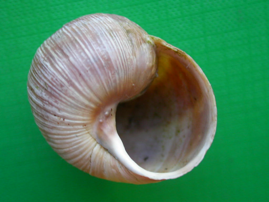 Helix (Helix) cincta O.F. Mller, 1774