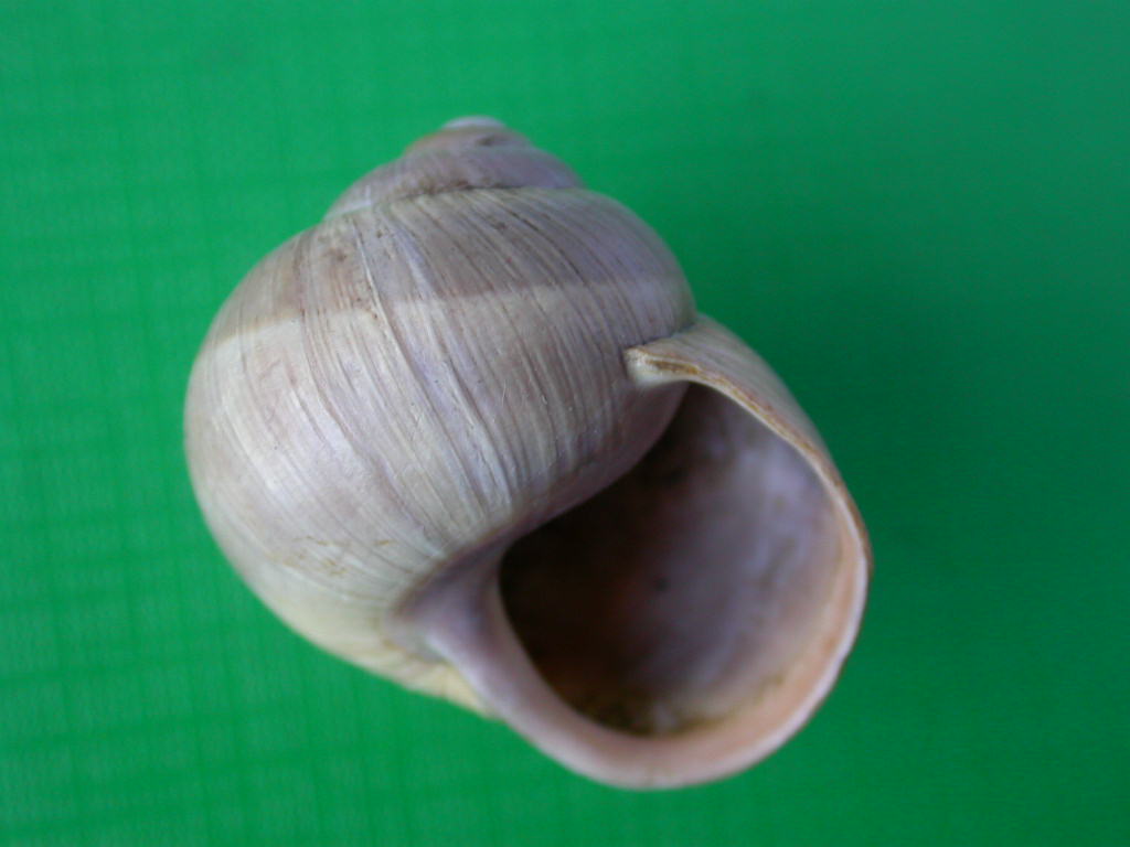 Helix (Helix) cincta O.F. Mller, 1774