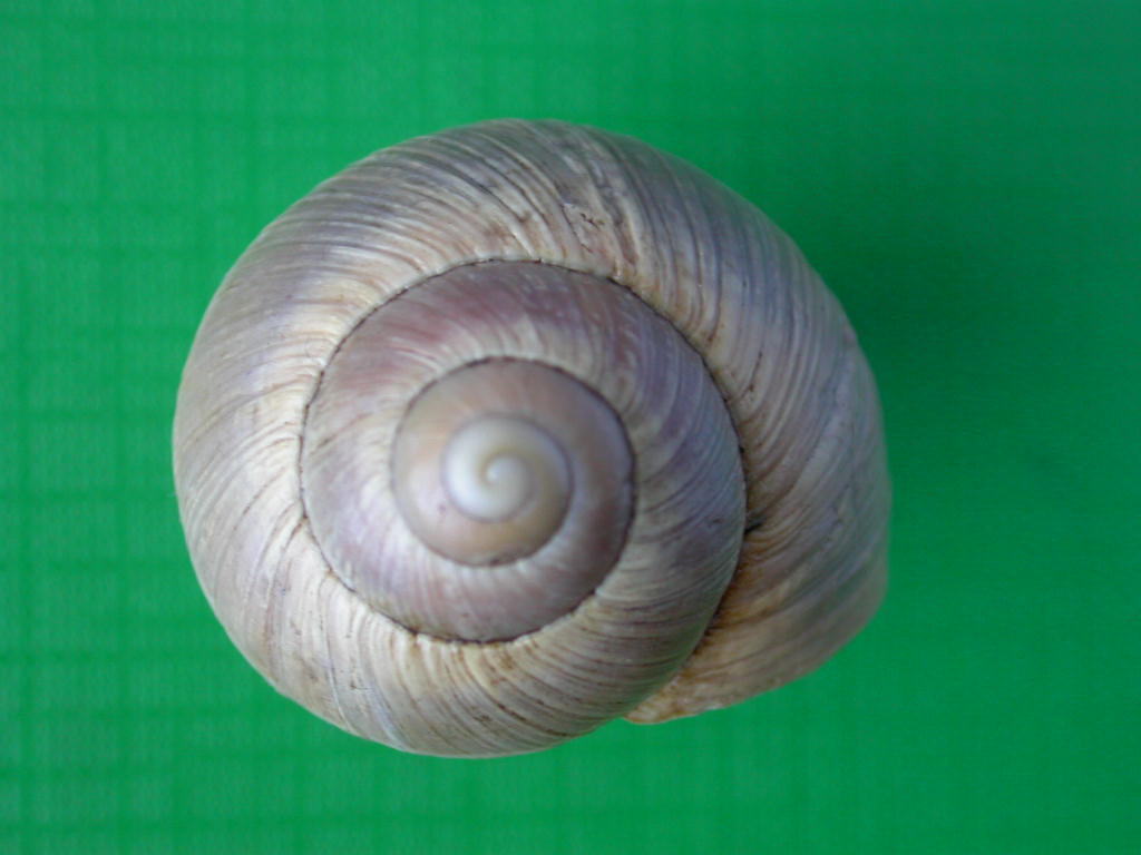 Helix (Helix) cincta O.F. Mller, 1774