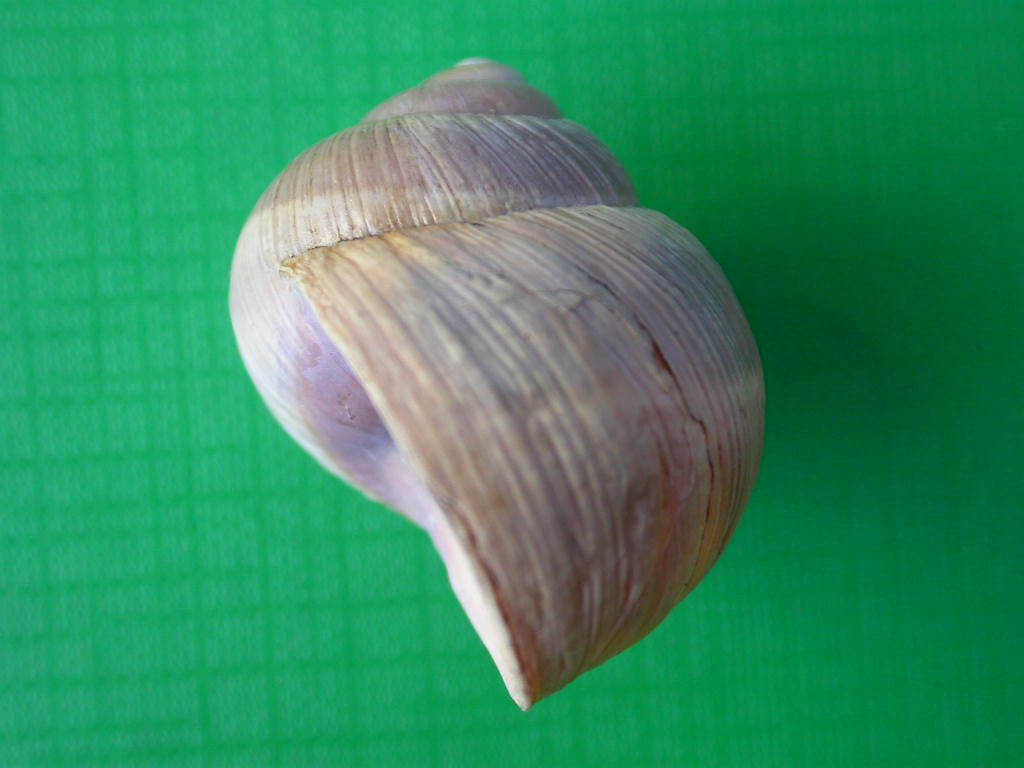 Helix (Helix) cincta O.F. Mller, 1774