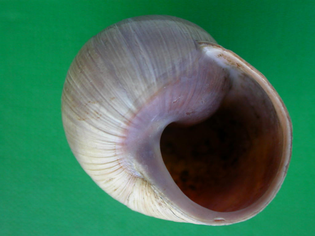 Helix (Helix) cincta O.F. Mller, 1774