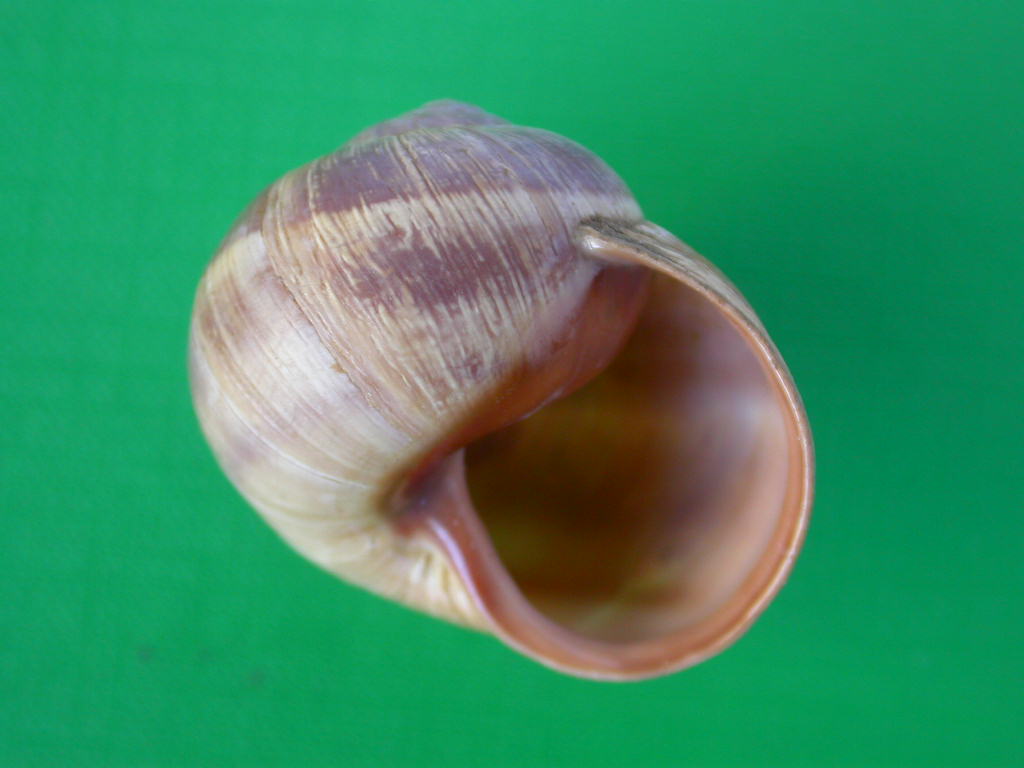 Helix (Helix) cincta O.F. Mller, 1774