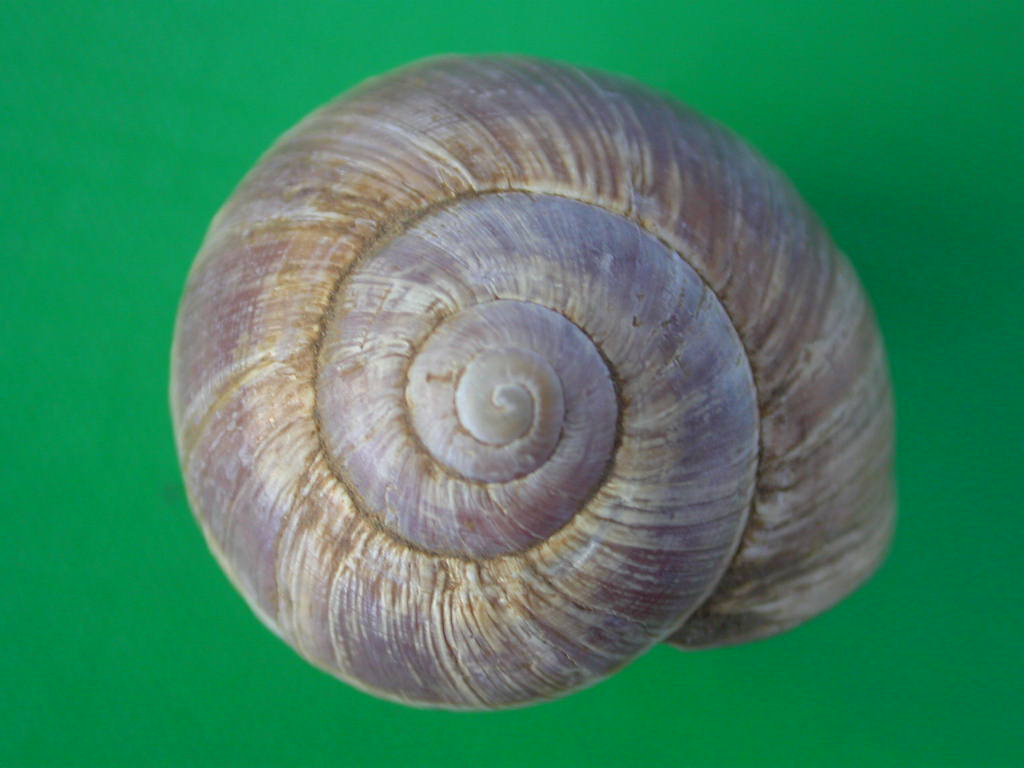 Helix (Helix) cincta O.F. Mller, 1774