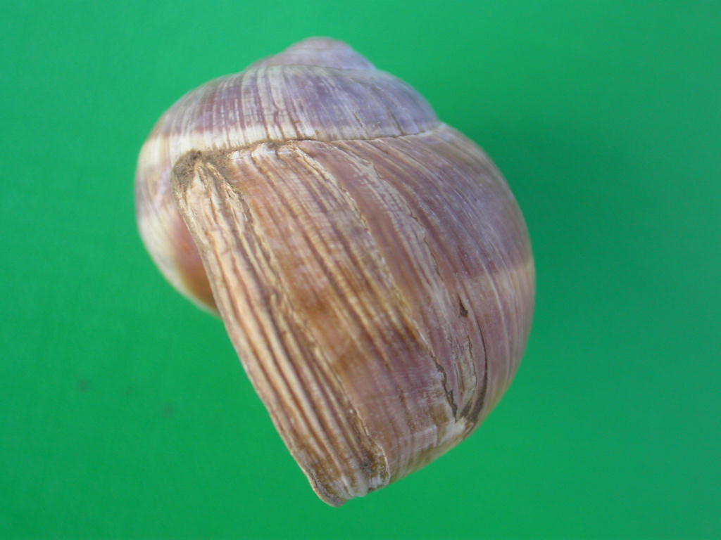 Helix (Helix) cincta O.F. Mller, 1774