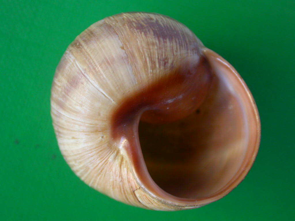 Helix (Helix) cincta O.F. Mller, 1774