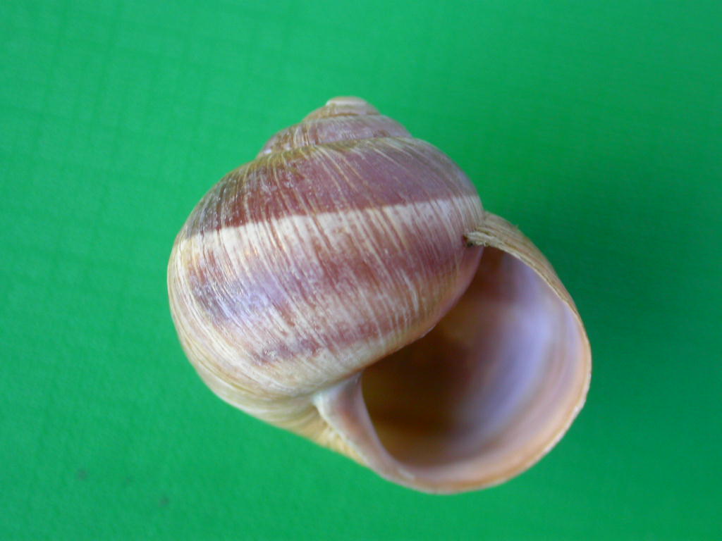 Helix (Helix) cincta O.F. Mller, 1774