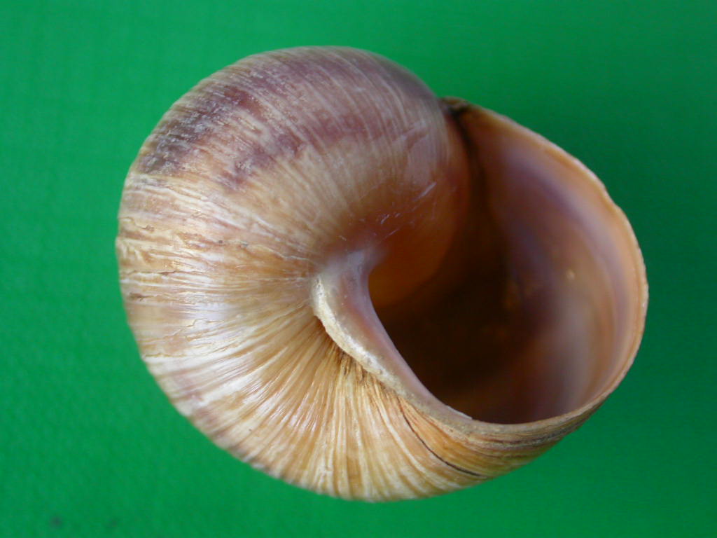 Helix (Helix) cincta O.F. Mller, 1774