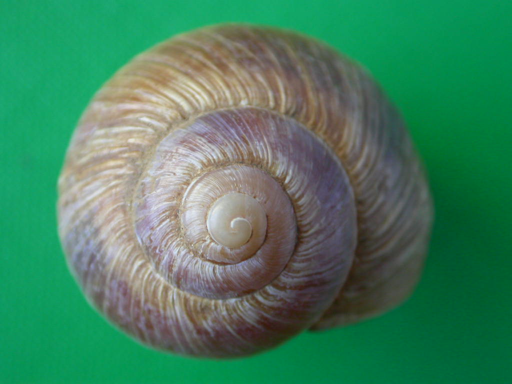 Helix (Helix) cincta O.F. Mller, 1774