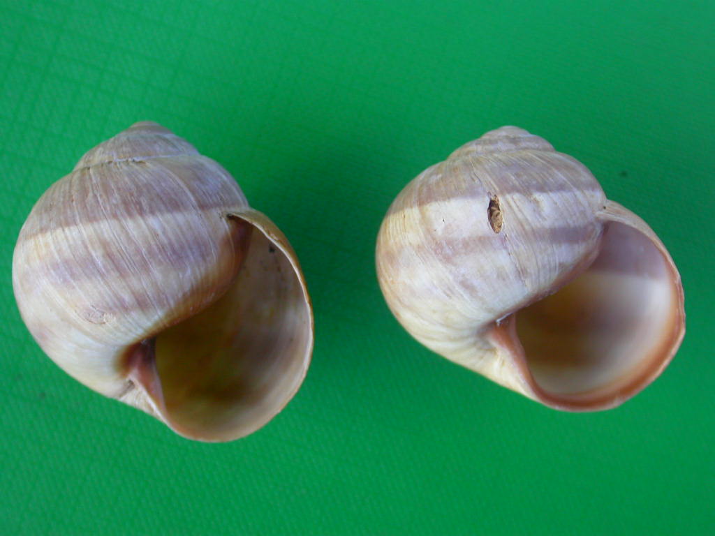 Helix (Helix) cincta O.F. Mller, 1774