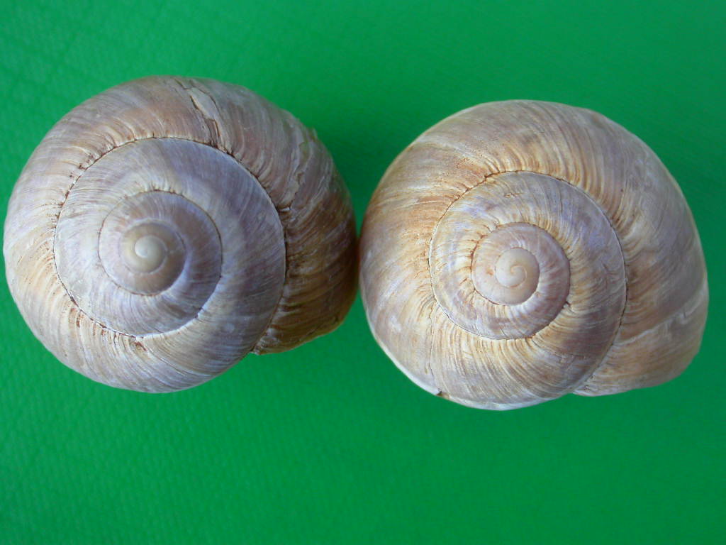 Helix (Helix) cincta O.F. Mller, 1774