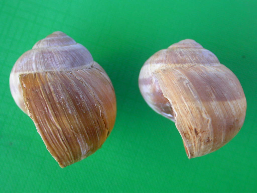 Helix (Helix) cincta O.F. Mller, 1774