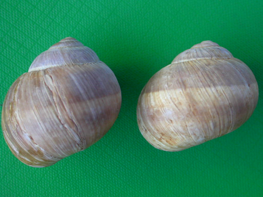 Helix (Helix) cincta O.F. Mller, 1774