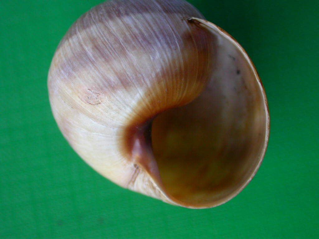 Helix (Helix) cincta O.F. Mller, 1774