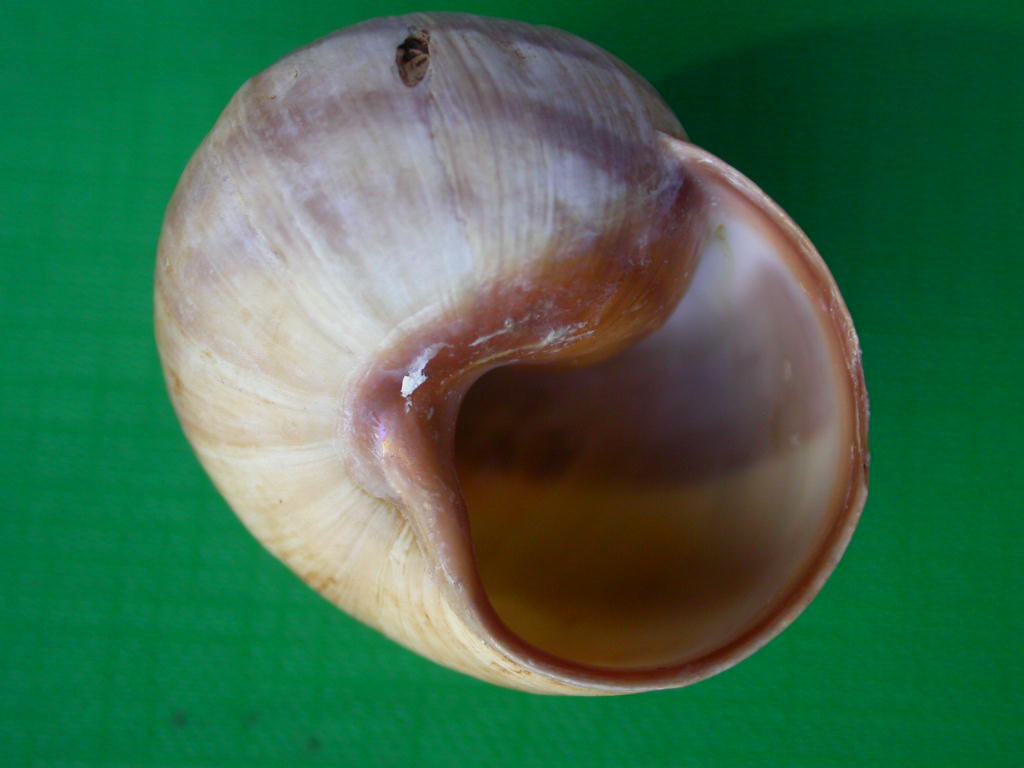 Helix (Helix) cincta O.F. Mller, 1774