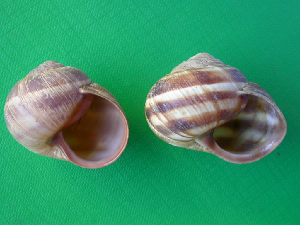 Helix (Helix) cincta O.F. Mller, 1774