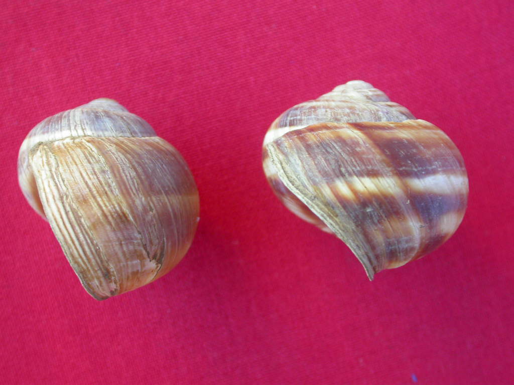 Helix (Helix) cincta O.F. Mller, 1774