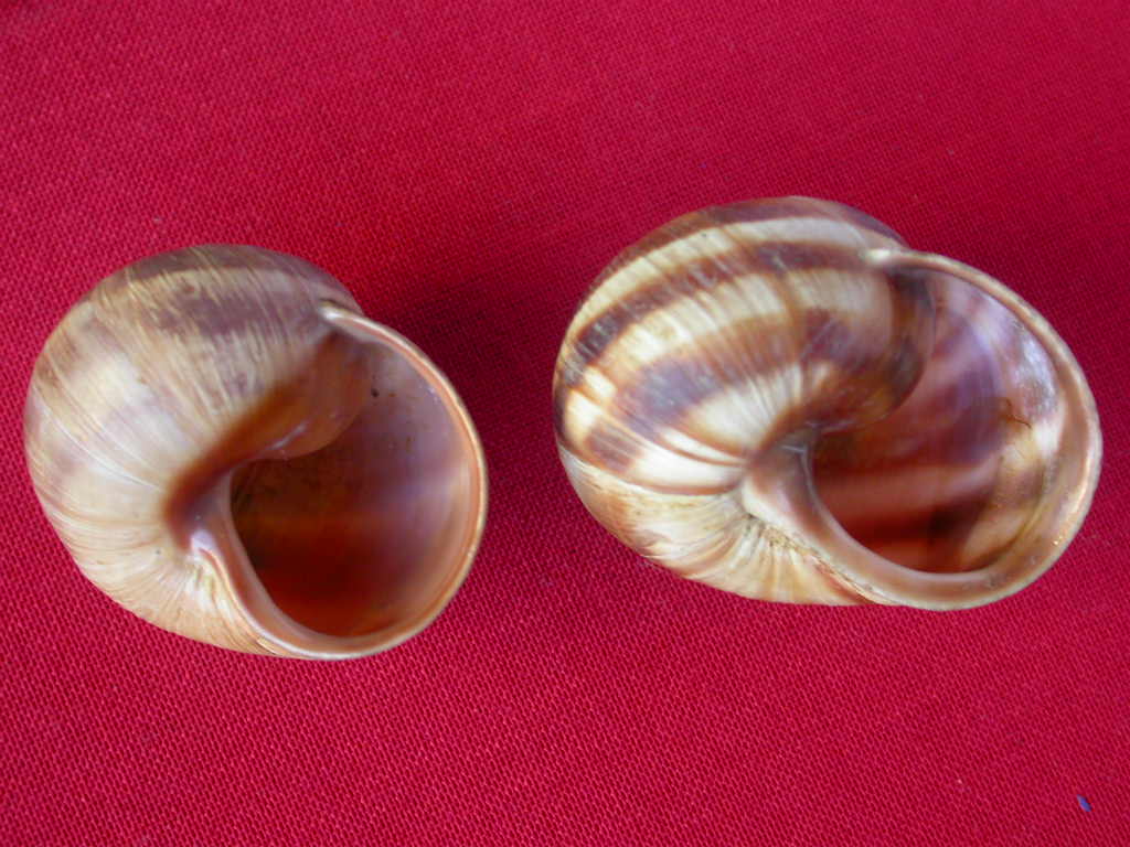 Helix (Helix) cincta O.F. Mller, 1774